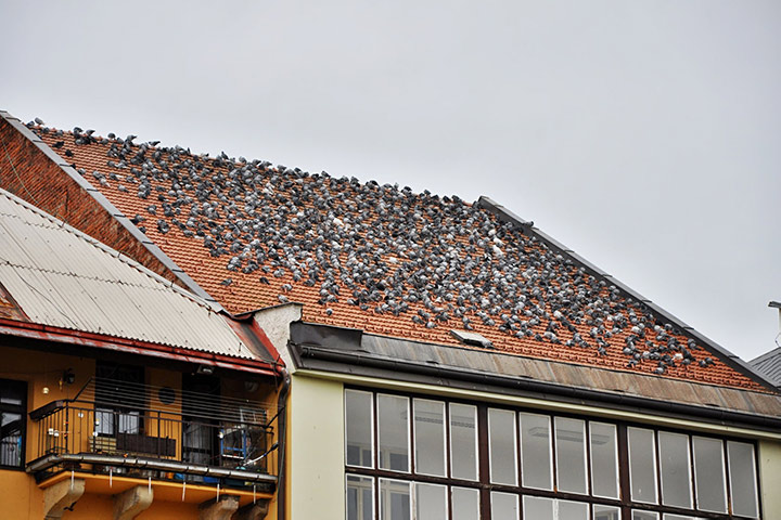 A2B Pest Control are able to install spikes to deter birds from roofs in Bellingham. 