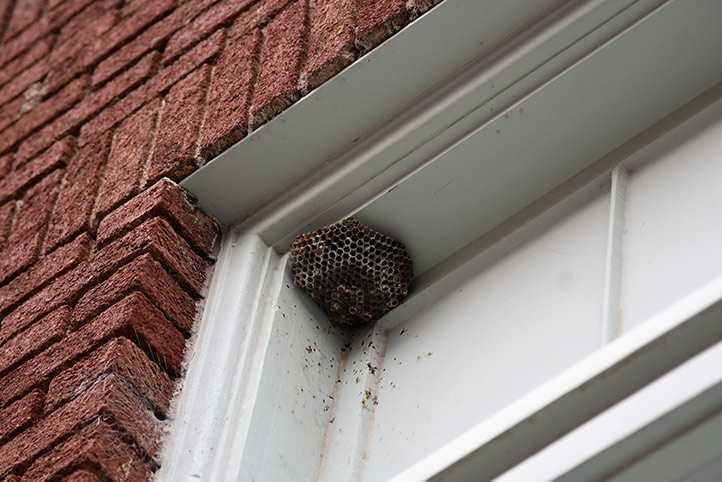 We provide a wasp nest removal service for domestic and commercial properties in Bellingham.